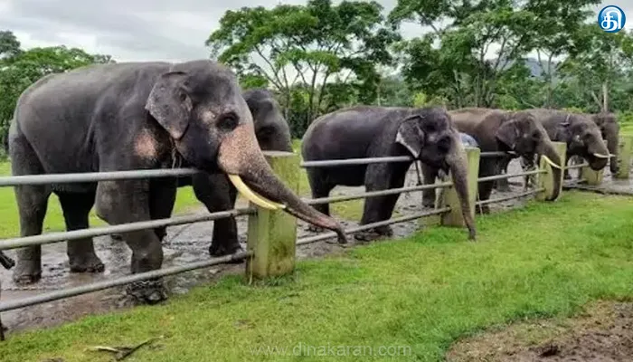 முதுமலை யானைகள் முகாமுக்கு செல்ல சுற்றுலா பயணிகளுக்கு தடை விதிப்பு..!!