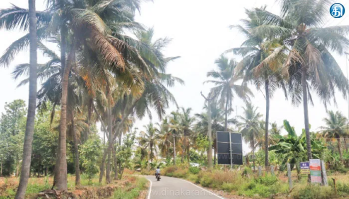 ஈரோட்டில் சுட்டெரிக்கும் வெயிலின் தாக்கத்தால் காய்ந்து வரும் தென்னை மரங்கள்: விவசாயிகள் கவலை
