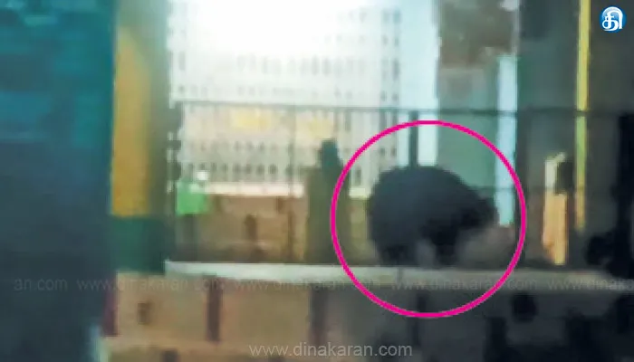 மணிமுத்தாறு அருகே கோயில் வளாகத்தில் சுற்றித்திரியும் கரடி