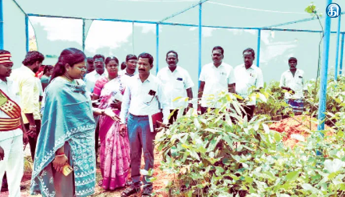 மரக்கன்றுகள் வளர்க்கும் பணியை கலெக்டர் ஆய்வு