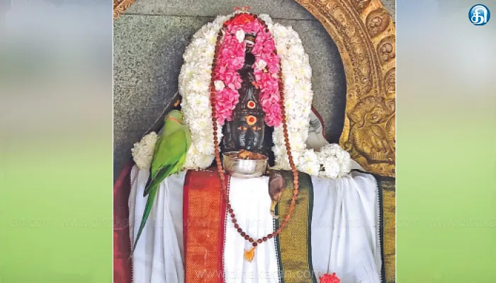 உடுமலை ருத்ரப்ப நகரில் ஸ்ரீபஞ்சலிங்கேஸ்வரர் பீடத்தில் அமர்ந்த கிளி