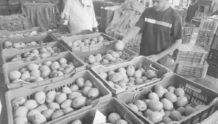 கேரள மாநிலத்தில் இருந்து பொள்ளாச்சி மார்க்கெட்டுக்கு மாம்பழம் வரத்து துவங்கியது