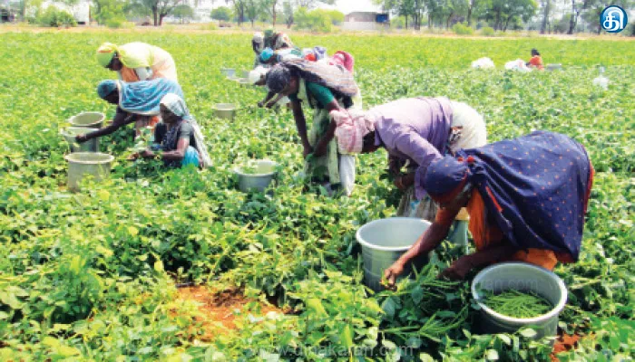 ஒட்டன்சத்திரம் மார்க்கெட்டில் வரத்து அதிகரிப்பால் கொத்தவரை விலை சரிவு: சாகுபடி செய்த விவசாயிகள் கவலை