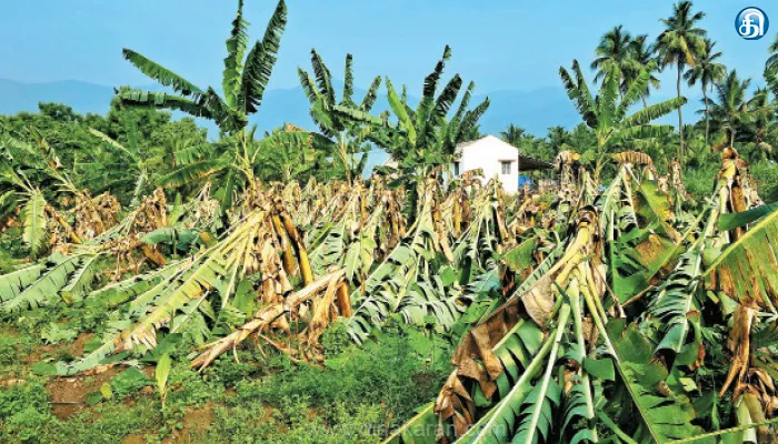 சேலம், திண்டுக்கல், குமரியில் மழை; வாழை மரங்கள் முறிந்தது: மின்கம்பம் சாய்ந்து வீடுகள் சேதம்
