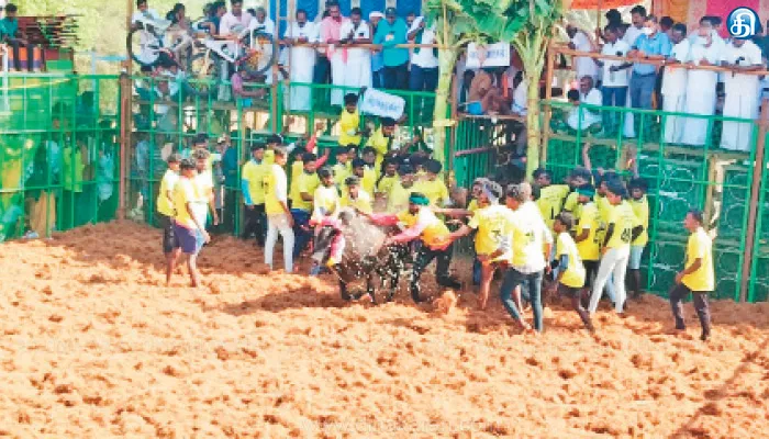 தஞ்சை, பொன்னமராவதியில் ஜல்லிக்கட்டு 1,600 காளைகள் சீறிப்பாய்ந்தன: 720 வீரர்கள் போட்டி போட்டு அடக்கினர்
