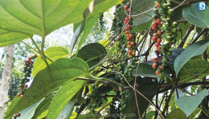 பட்டிவீரன்பட்டி அருகே பெரும்பாறையில் மிளகு விளைச்சல் அமோகம்: நல்ல விலை கிடைப்பதால் விவசாயிகள் மகிழ்ச்சி