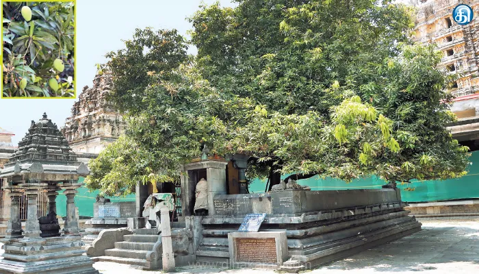 Kanchipuram, Mango Tree