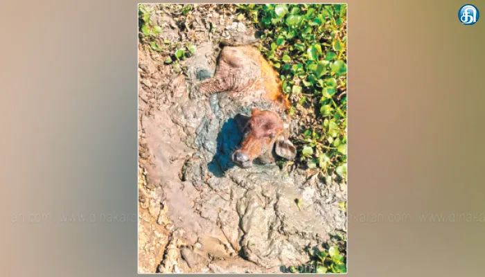 2 நாட்களாக சேற்றில் சிக்கி தவித்த கன்றுக்குட்டி மீட்பு