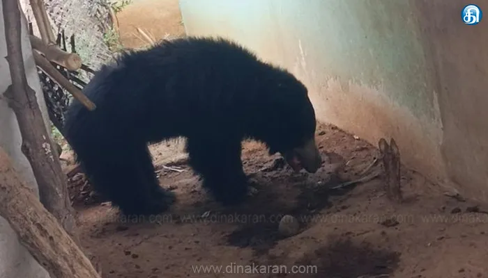 திருப்பத்தூர் அடுத்த நாட்றம்பள்ளி அருகே கரடி தாக்கியதால் பெண் படுகாயம்!!