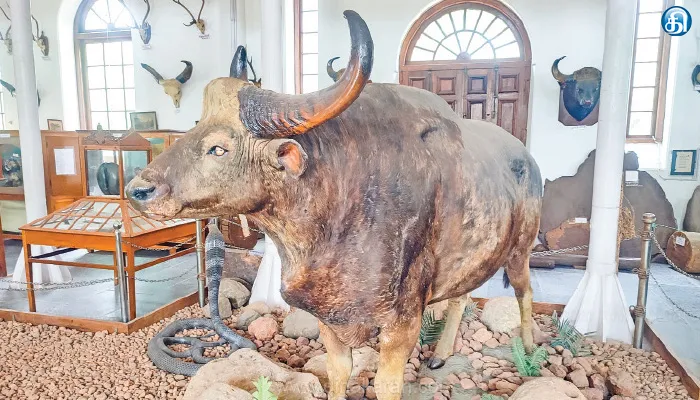 பார்வையாளர்களை கவரும் அரிய பொக்கிஷங்கள் அடங்கிய காஸ் வன அருங்காட்சியகம்