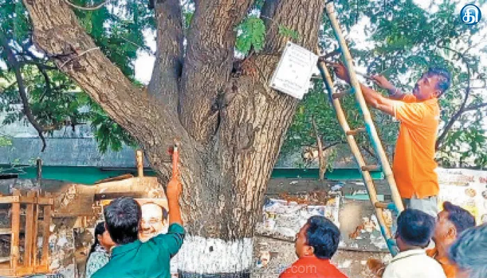 காஞ்சியில் மரங்களில் அடிக்கப்பட்ட ஆணிகளை அகற்றிய தன்னார்வ அமைப்பினர்