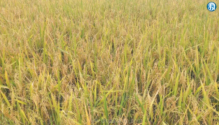 நீடாமங்கலம் பகுதியில் அறுவடைக்கு தயாராகவுள்ள 20,000 ஏக்கர் நெற்பயிர்