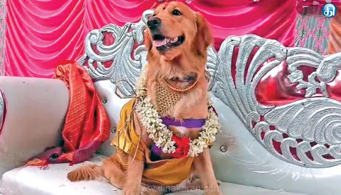 11 வகை சீர் வரிசையுடன் வளர்ப்பு நாய்க்கு வளைகாப்பு விழா