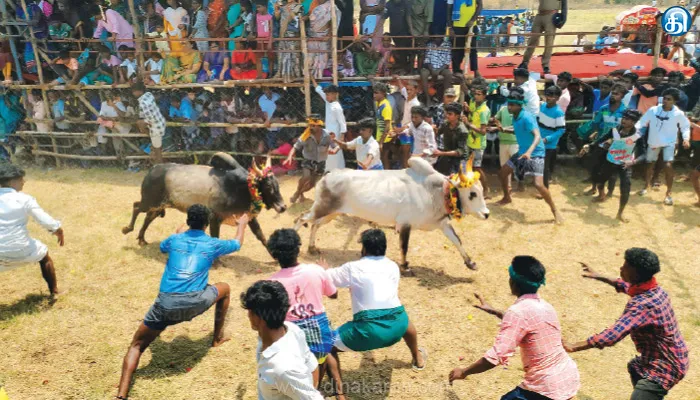 சிங்கம்புணரி அருகே கோயில் திருவிழாவில் மஞ்சுவிரட்டு: 10 பேர் காயம்