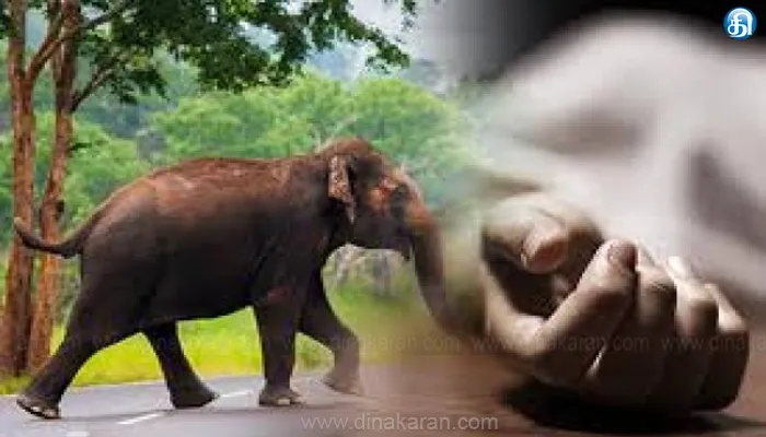 கோவை வைதேகி நீர்வீழ்ச்சி செல்லும் சாலையில் காட்டு யானை தாக்கி ஒருவர் உயிரிழப்பு..!!