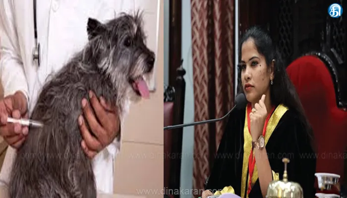 1.80 லட்சம் தெருநாய்களுக்கு வெறிநாய்க்கடி தடுப்பூசி திட்டம்: மேயர் பிரியா தகவல்