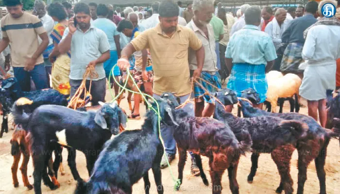 திருவிழா சீசன் தொடங்கியுள்ள நிலையில் கே.வி.குப்பம் ஆட்டுச்சந்தையில் ஆடுகள் விலை கிடு கிடு உயர்வு