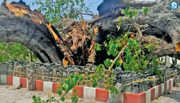 சீர்காழி அருகே பல நூற்றாண்டு பழமையான மரம் முறிந்து விழுந்தது