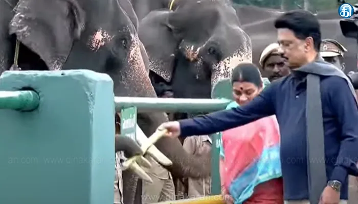 தெப்பக்காடு யானைகள் முகாமில் யானைகளுக்கு உணவு வழங்கிய முதலமைச்சர் மு.க.ஸ்டாலின்