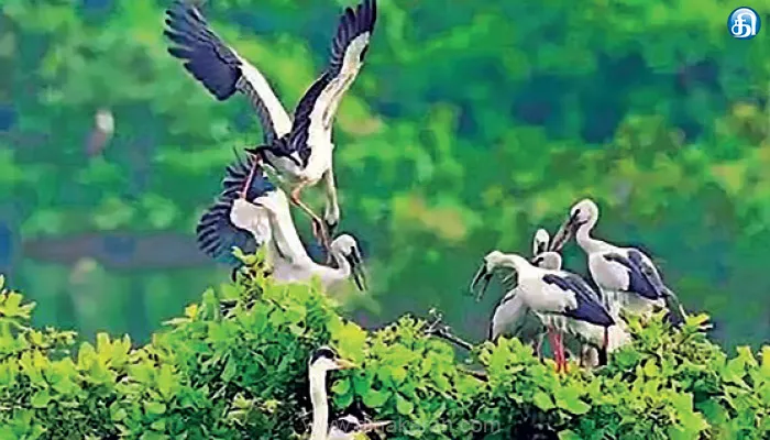 நீர் நிலைகள் மாசு காரணமாக வெளிநாட்டு பறவைகள் வரத்து குறைவு: குமரியில் பறவைகள் ஆராய்ச்சியாளர்கள் கவலை