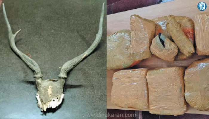 இலங்கைக்கு கடத்த பதுக்கிய மான் கொம்பு, கஞ்சா பறிமுதல்