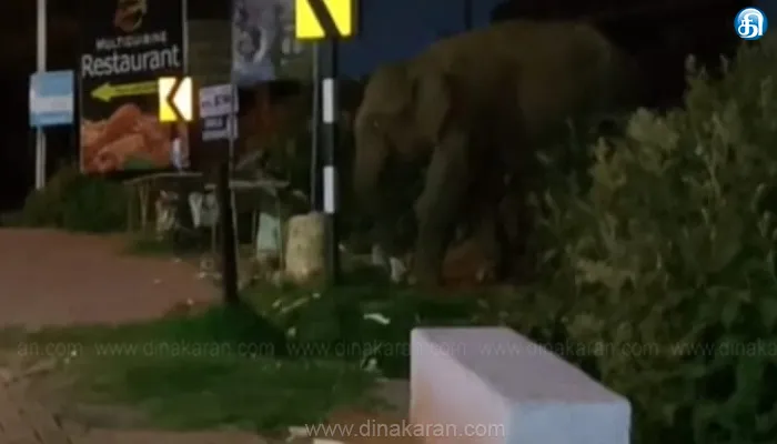 ஒற்றை காட்டுயானை நடமாட்டத்தால் ஊட்டி தொட்டபெட்டா காட்சிமுனை செல்ல தடை விதிப்பு