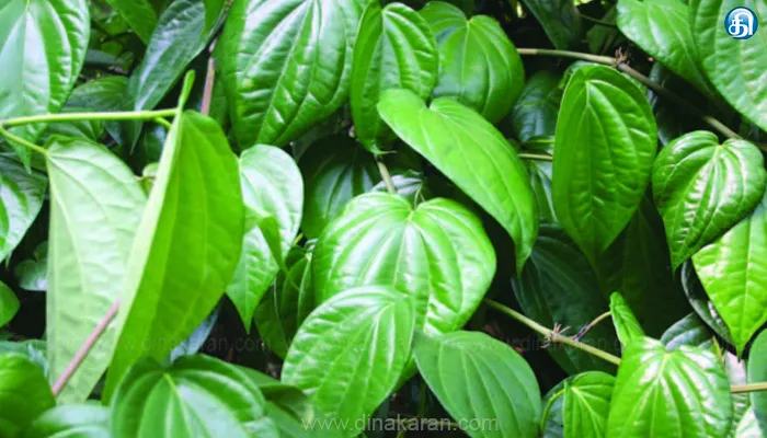 பெரியகுளம் அரசு தோட்டக்கலைக் கல்லூரியில் வெற்றிலை ஆராய்ச்சி மையம் அமைவது எப்போது: நீண்ட நாட்களாக எதிர்பார்க்கும் கொடிக்கால் விவசாயிகள்