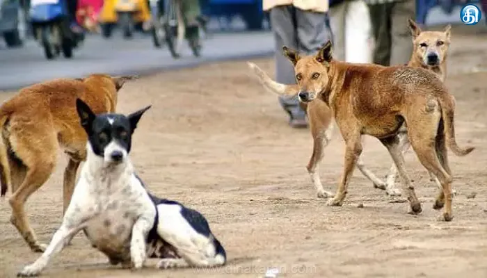 திண்டுக்கல் மாவட்டம் நத்தத்தில் தெருநாய் கடித்து ஒரே நாளில் 8 பேர் காயம்!!