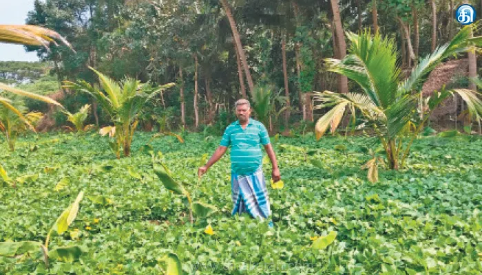 தென்னைக்கும் வாழைக்கும் தோதான ஊடுபயிர்!