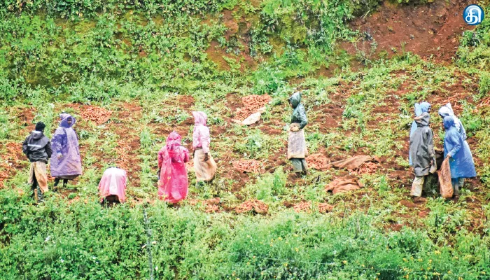 கேரட் அறுவடையில் ஆதிக்கம் செலுத்தும் வடமாநில தொழிலாளர்கள்; உள்ளூர் தொழிலாளர்களுக்கு வேலை இழப்பு