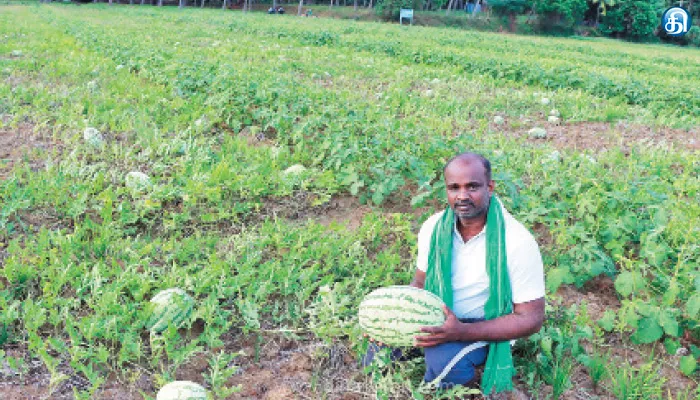 விற்பனையில் களைகட்டும் விசேஷ தர்பூசணி!