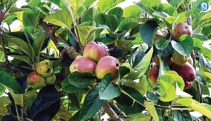 பயிற்சி சாகுபடி பலன் தந்தது காஷ்மீர் வகை ஆப்பிள் கவுஞ்சியிலும் கிடைக்குது
