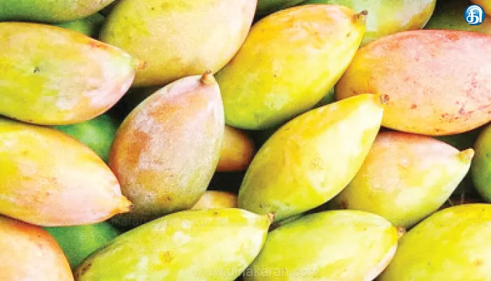 விளைச்சல் அதிகரிப்பால் விலை சரிவு: கிளி மூக்கு மாங்காய் 5 கிலோ ரூ.100க்கு விற்பனை