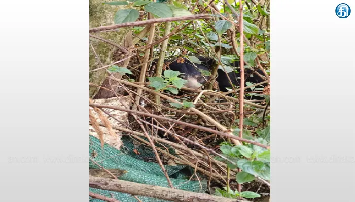 Coonoor, Bear, cage