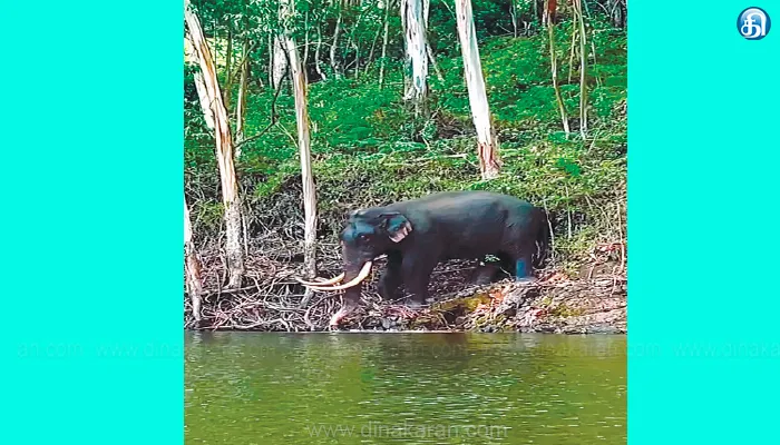 Mattupatti Dam, Padayappa eelphant