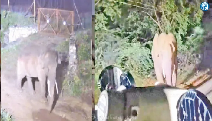 Jeep, Elephant