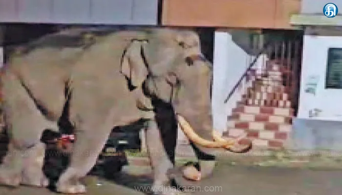 Munnar, Padayappa elephant