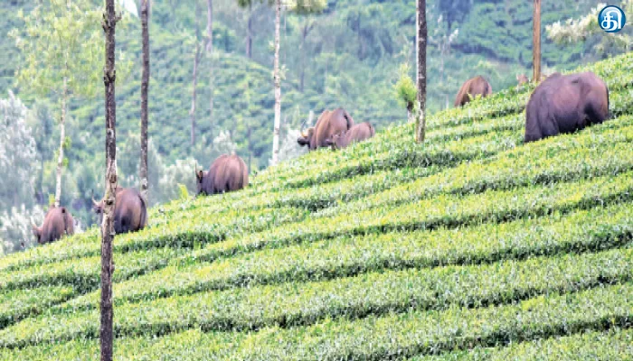 Valparai, tea planatation, Forest Animals